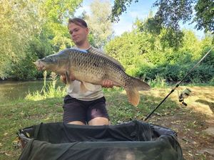 Common Carp