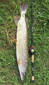 Northern Pike