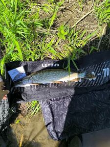 Northern Pike