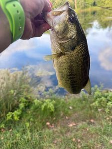 Largemouth Bass