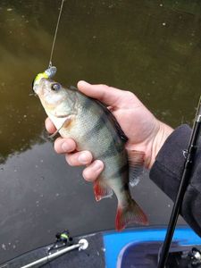 European Perch