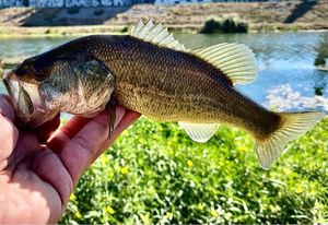 Largemouth Bass