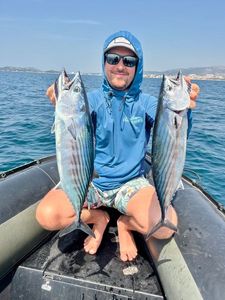 Atlantic Bonito