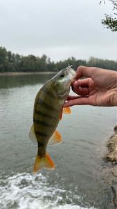European Perch