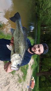 Largemouth Bass