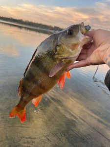 European Perch