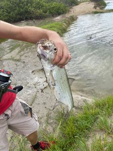Tarpon