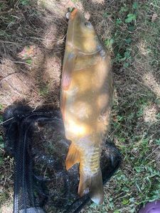 Leather Carp