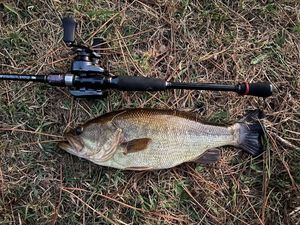 Largemouth Bass