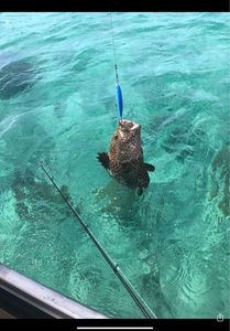 Orange Spotted Grouper
