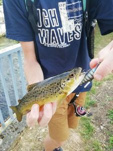Brown Trout