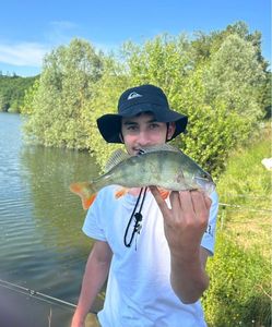 Yellow Perch
