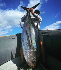 Big Eye Tuna Atlantic