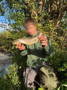 Brown Trout