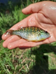 Green Sunfish
