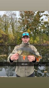 European Perch