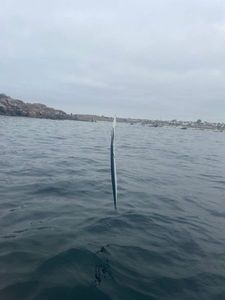 Garfish