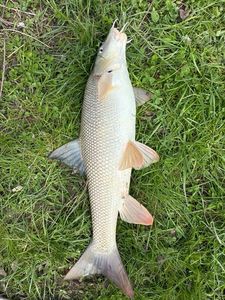 Barbel