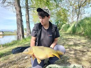 Common Carp