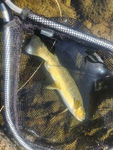 Brown Trout