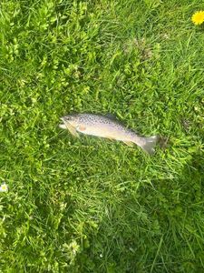 Brown Trout