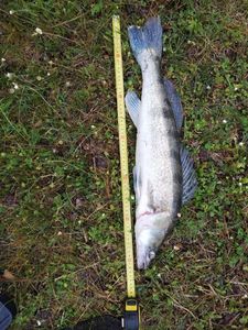Zander