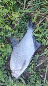 Common Bream