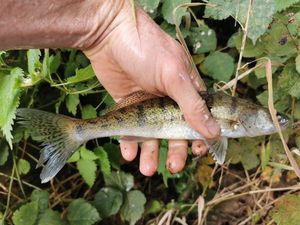 Zander