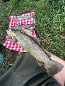 Brown Trout