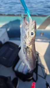Whiting