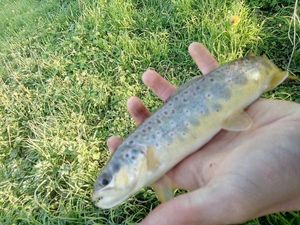 Brown Trout