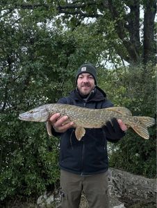 Northern Pike