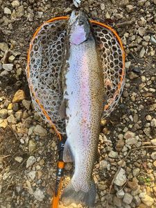 Rainbow Trout