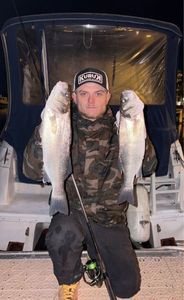 European Bass (Seabass)