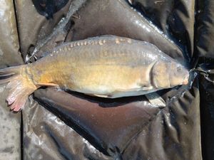 Mirror Carp