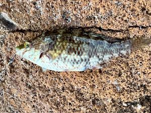 Corkwing Wrasse