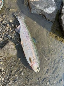 Rainbow Trout