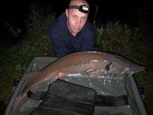 Sturgeon