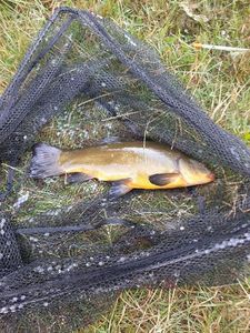 Tench