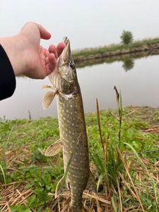 Northern Pike
