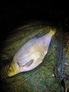 Common Bream
