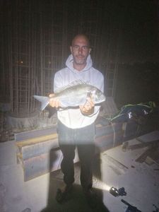Gilthead Seabream