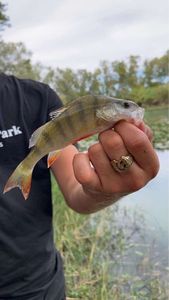 European Perch