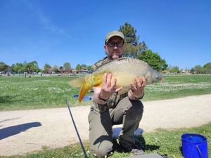 Mirror Carp
