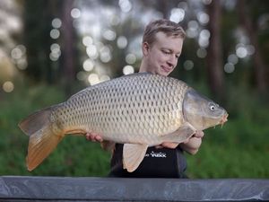 Common Carp