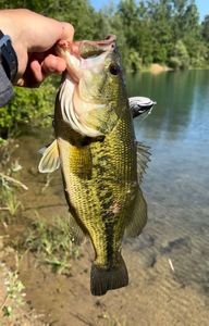 Largemouth Bass