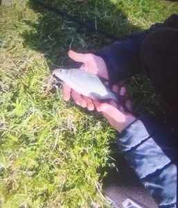 Common Bream