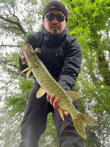 Chain Pickerel