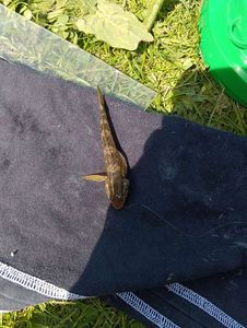 Common Goby