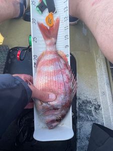 Red Porgy